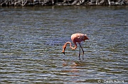 Phoenicopterus ruber Flamant des Caraibes American flamingo DSC_7049_tn